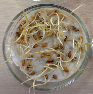 фитоэкспертиза_-_копия_088f8.png фитоэкспертиза_-_копия_088f8.png